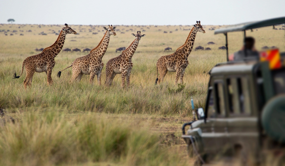 Why Kenya Safari is a Must