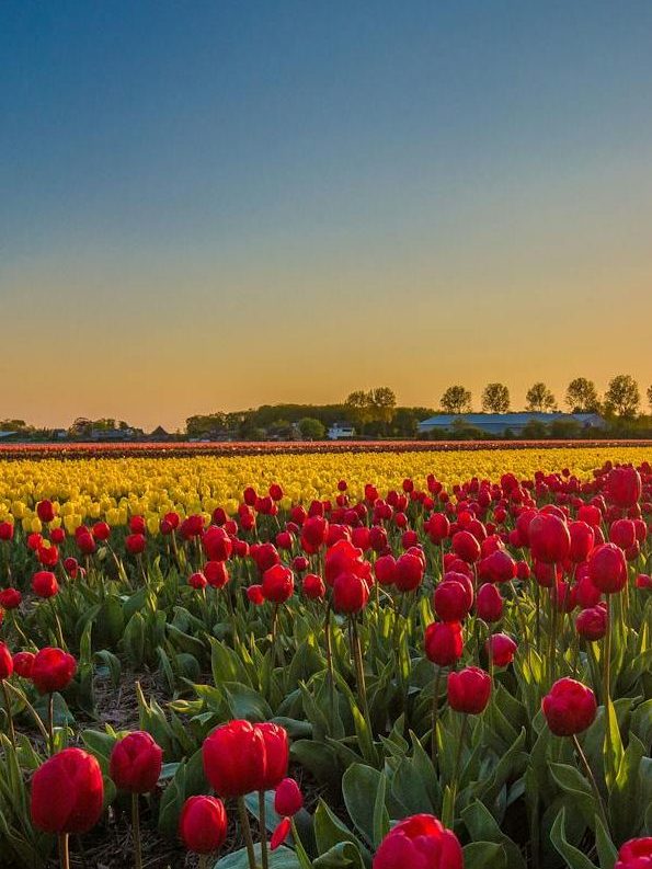 vibrant tulip fields at sunrise in the netherlands